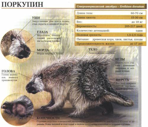 Есть ли пупок у дикобраза?