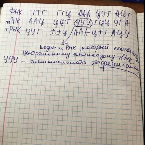 Известно, что все виды РНК синтезируются на ДНК-матрице. Фрагмент молекулы ДНК, на котором синтезиру