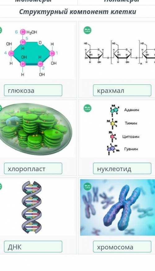 В таблице ниже представлены структурные компоненты клетки и молекулы вещества в их составе. Найдите