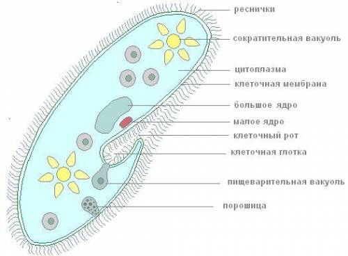 Подпишите на рисунке части клетки.​