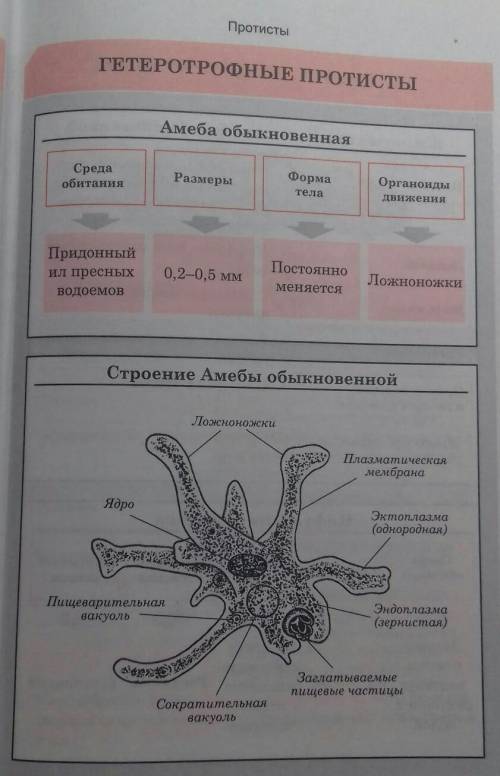 Систематические категории простейших и их характеристики