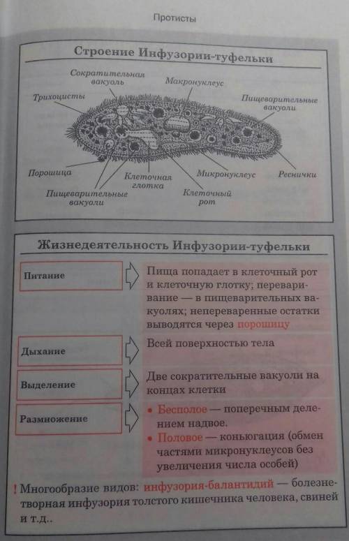 Систематические категории простейших и их характеристики