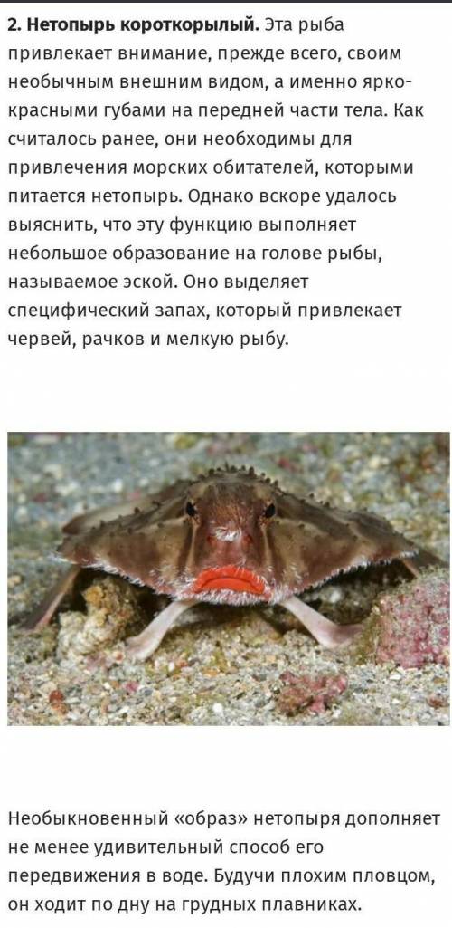 Удивительные ночные обетатели доклад ​