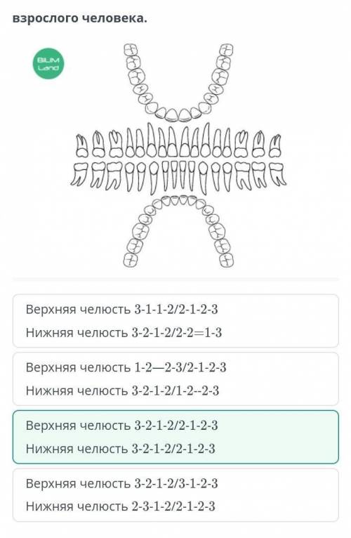 Определи правильную зубную формулу взрослого человека. ￼Верхняя челюсть 1-2—2-3/2-1-2-3Нижняя челюст