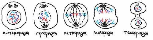 Нарисуйте рисунок митоз и интерфазу клетки с тремя парами хромосом