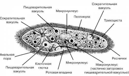 Сделайте выводы об особенностях внешнего и внутреннего строения инфузории-туфельки​