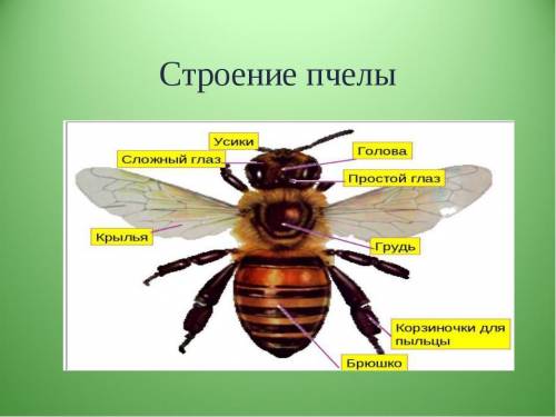 Выбери двух насекомых.По каким критериям оно похожи ,по каким двум критертям они отличаються?