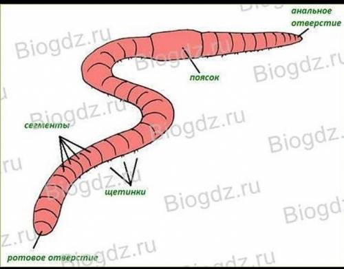 лабораторная работа по биологии 7 класс изучения внешнего строения червя цель:работы изучения при по