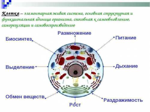 Выразите информацию о кледке как о живой системе в виде крадкой записи, или схеме рисунка название н