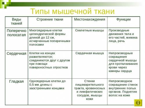 Назовите виды мышечной ткани и опишите их строение