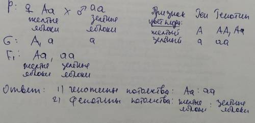 Генетика: Даны яблоки жёлтые и зелёные. Какое будет потомство от скрещивания гетерозиготных жёлтых я