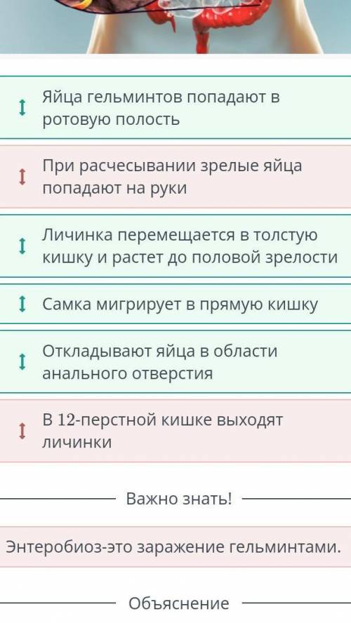 Определите правильную последовательность заражение организма при энтеробиозе .Используя рисунок •отк