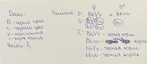 У мухи дрозофилы ген серого цвета тела (В) доминирует над геном чёрного цвета (b), а ген нормальной