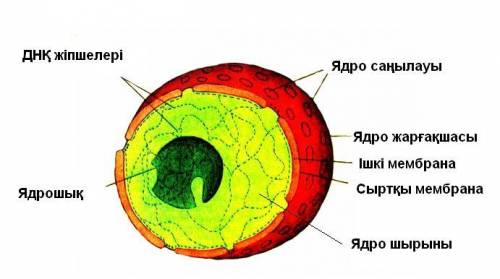 Ішкі ядроның құрылымы көмек керек ​