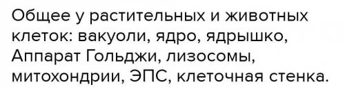 (б) Назовите структуры, общие для клеток животных и растений.