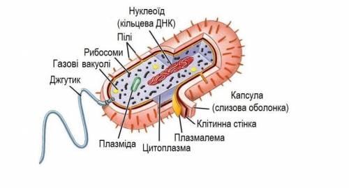 . Будова бактерії? (описати в зошит)