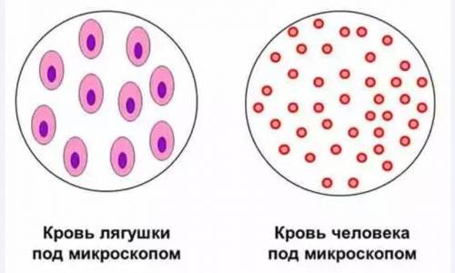 Сравнение крови человека с кровью лягушки​