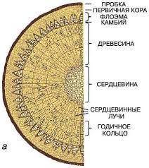 Решите задачу: сколько камбиальных слоёв в стволе столетнего дуба завтра биология