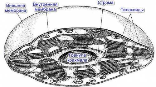 Крохмаль накопичується у таких структурах рослинної клітини​