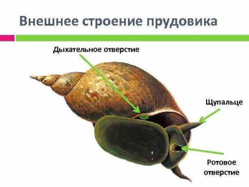 2. Розгляньте зовнішню і внутрішню поверхні черепашки черево- ногого молюска та визначте їхній колір