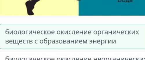 Выбери определение, которое правильно описывает концепцию дыхания. биологическое окисление органичес