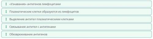 Определи правильную последовательность этапов механизма гуморального иммунитета. 1.«Узнавание» антиг