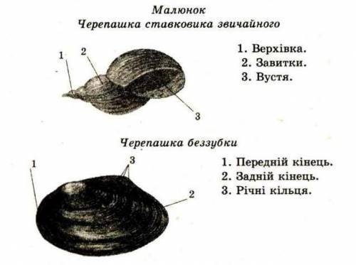 яку будову мае Черепашки молюсків?​