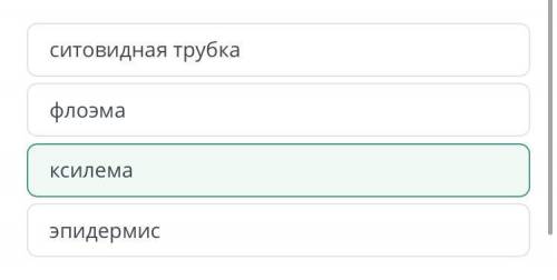 Ученики исследовали транспортную систему растений. Объектом исследования был стебель сельдерея. Стеб