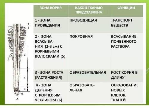 Определение зон корня и их клеточного строение и сравнение строение зон корня с их биологическим стр