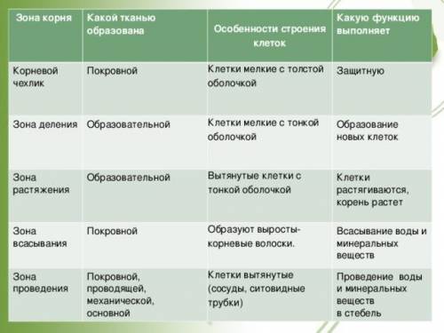 Заполните таблицу «Зоны корня». Графы по горизонтали: название зоны корня, строение клеток, функция