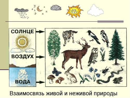 как доказать взаимосвязь живой и неживой природы