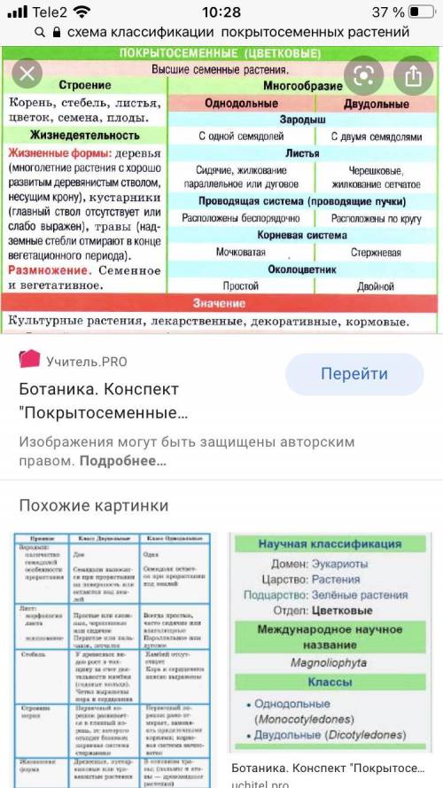 Схему классификации Покрытосеменных растений.​