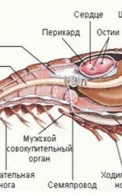 описать и назвать конечности речного рака, изображенные на картинке