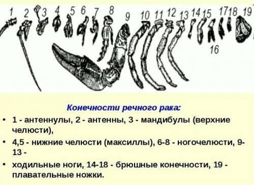 сколько у речного рака: мандибул, антеннул, антенн, максилл, ногочеллюстей, половых ног, плавательны