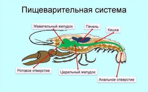 План 1. Общая характеристика членистоногих. КРАТКО1.скелет2.конечности,строение3.полость тела4.класс