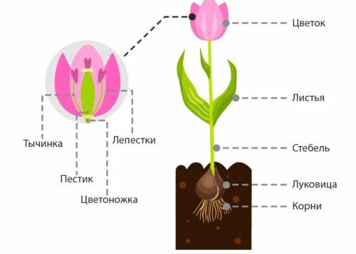 Листовая пластина тюльпана? ​