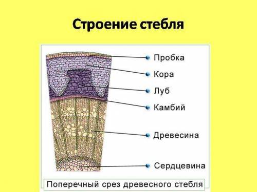 Макроскопическое строение стебля— рисунок, из чего состоит? найти​