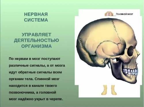 Как сигналы из внешней среды поступают в головной мозг?​