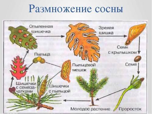 Опишите процесс размножения сосны. зарисуйте схему жизненного цикла​