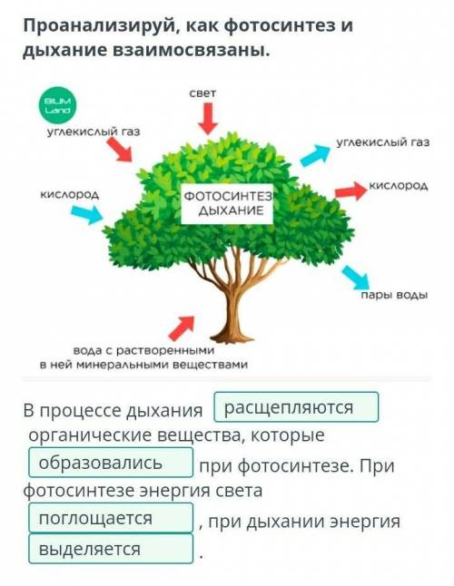 Значение дыхания для растений и животных Проанализируй, как фотосинтез и дыхание взаимосвязаны. В пр