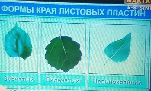 4. Ознакомьтесь с формами краев листовых пластинок. 5. Нарисуйте в тетради виды листовых пластинок.