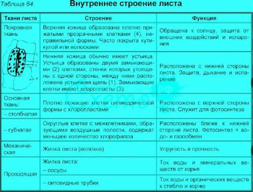 я щя умру нужно вас вот 1.Сделай схему внутреннего строения листа и подпишите названия частей на рус