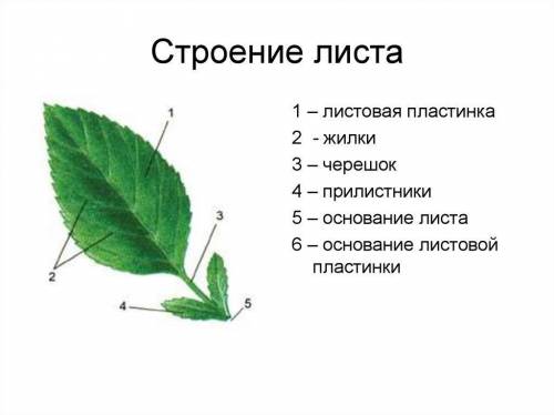 Внешнее строение листа,какие листьяназываются сидячими?приводите примеры ​