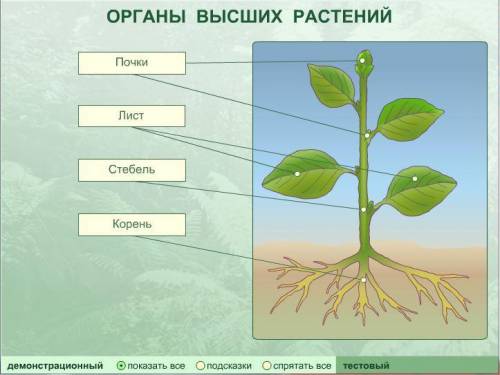 Какие органы есть у высших растений? Подпиши названия органов и их составляющих