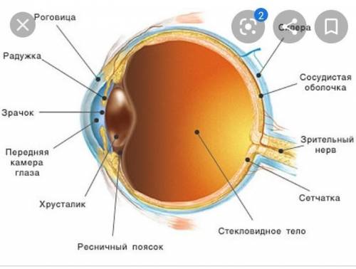 Завтра пишем сам. по биологии. Тема: уход и строение глаза кто понимает!