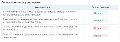 Определи, верны ли утверждения. Утверждения Верно/Неверно. 1.В миелинизированных нервных волокнах не