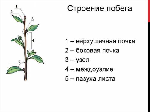 Проведите исследование строения побега домашнего растения ПРАВИЛЬНЫЙ ОТВЕТ​