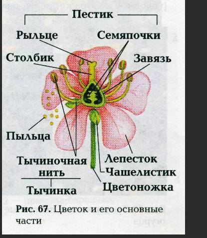 В лабораторных тетрадях: 1) зарисовать строение цветка и указать его основные части. 2)Что такое про