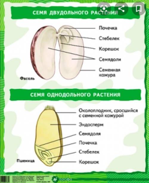 Чего нет в семенах: а) эндосперма; б) почечки; в) черенка; г) корешка.​