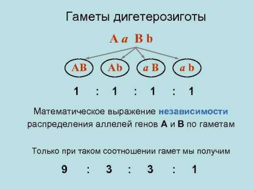 Каковы генотипы родительских дигомозигот​